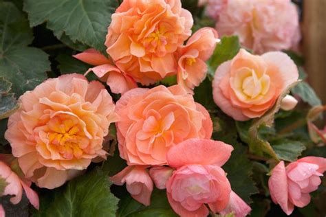 begonia fragrant fountains.